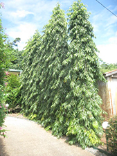 Polyalthea longifolia pendula